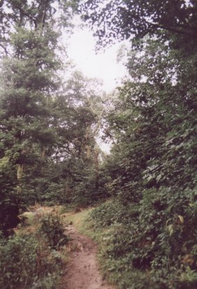Semi-natural woodland in Gibbing Greave